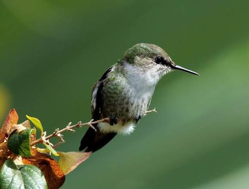 Vervain Hummingbird