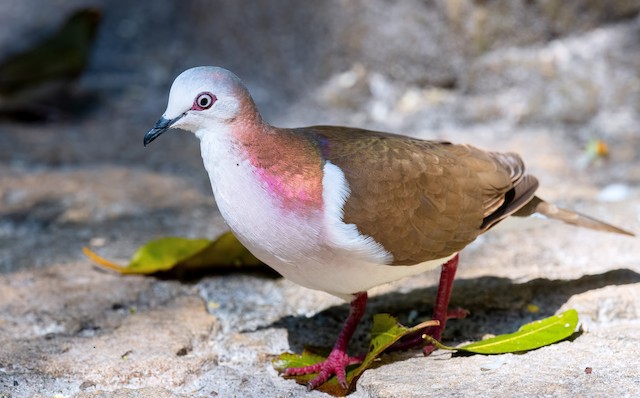 White Belly Dove
