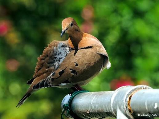 Caribbean Dove