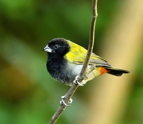 Yellow Shoulder Grass Quit